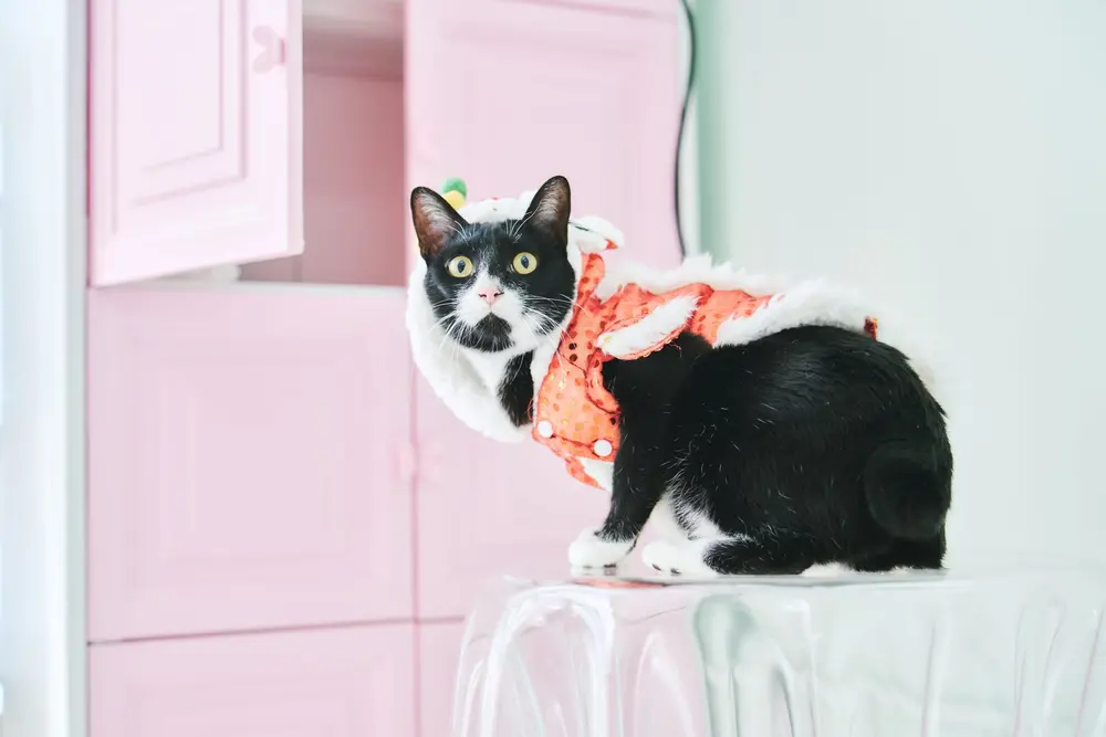 Lomo Cat's Meow Yoga Studio — 環境相片
