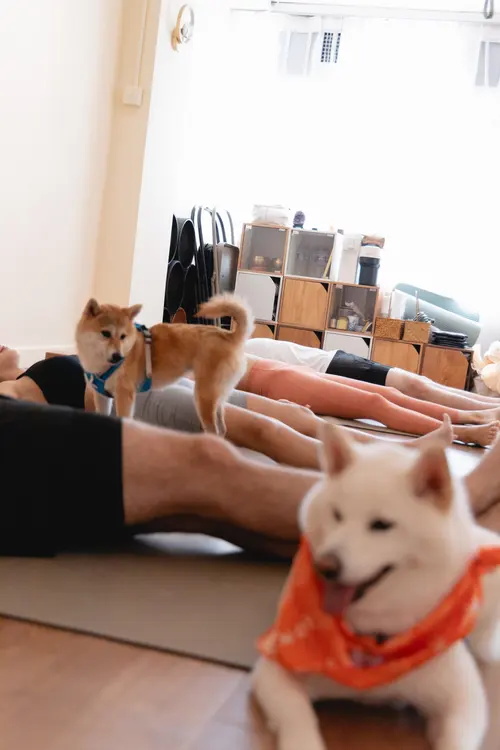 Papillon Yoga Studio — 环境相片 8